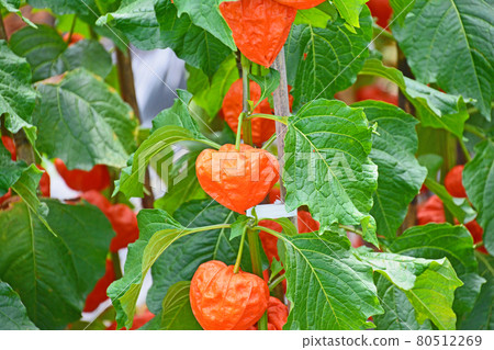 像燈籠一樣的紅色酸漿,在托盤上展示為佛花 像燈籠一樣的紅色酸漿,在托盤上展示為佛花 80512269