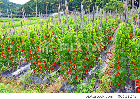 A mountain field that grows red physalis like lanterns 80512272