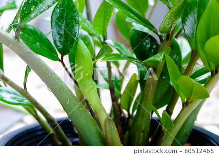 ZZ Plant (Zamioculcas Zamiifolia) put forth fresh flower, low maintenance, low water and easy to care for house plant, Air Purifier tree. ZZ Plant (Zamioculcas Zamiifolia) put forth fresh flower, low maintenance, low water and easy to care for house plant, Air Purifier tree. 80512468