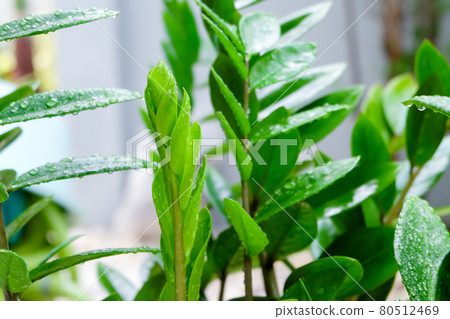 ZZ Plant (Zamioculcas Zamiifolia) put forth fresh leaves in black plastic pot, low maintenance, low water and easy to care for house plant, Air Purifier tree. ZZ Plant (Zamioculcas Zamiifolia) put forth fresh leaves in black plastic pot, low maintenance, low water and easy to care for house plant, Air Purifier tree. 80512469