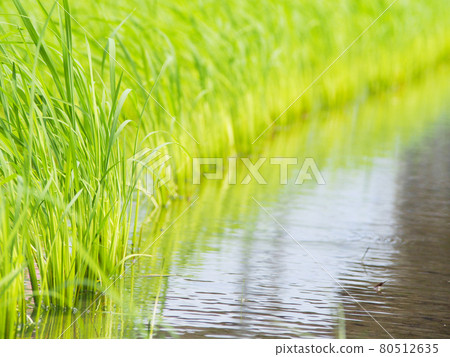日本農業：稻田、閃亮的稻米 80512635
