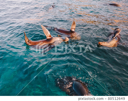 Fur Seals swimming in the water. 80512649