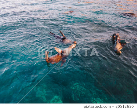 Fur Seals swimming in the water. Fur Seals swimming in the water. 80512650