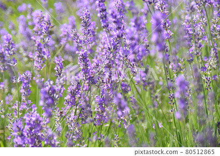 薰衣草薰衣草 80512865