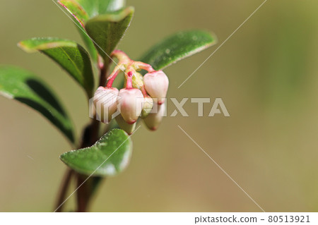Macro of wild cranberry blossoms in the spring Macro of wild cranberry blossoms in the spring 80513921