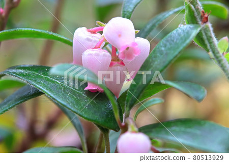 Macro of wild cranberry blossoms in the spring Macro of wild cranberry blossoms in the spring 80513929