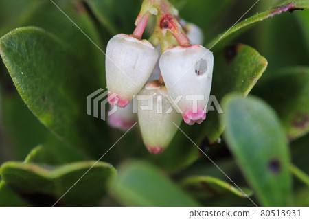 Macro of wild cranberry blossoms in the spring Macro of wild cranberry blossoms in the spring 80513931