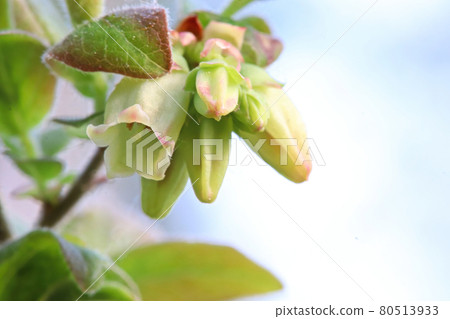 Macro of wild blueberry blossoms in the spring Macro of wild blueberry blossoms in the spring 80513933