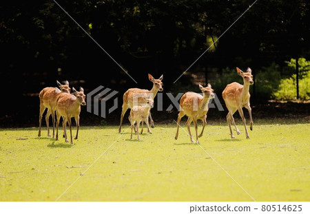 Nara deer Nara deer 80514625