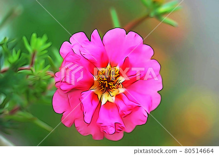 Pastel style "Matsuba button" illustration image 80514664