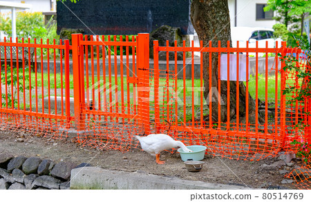 Ikushima Ashijima Shrine A goose that eats food Ikushima Ashijima Shrine A goose that eats food 80514769