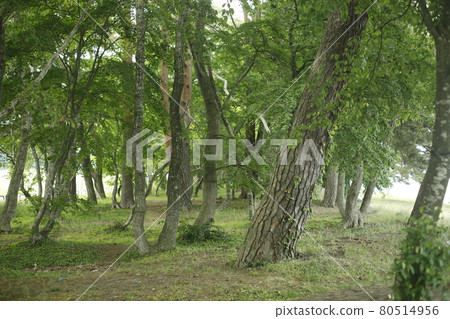 Walking path from the campsite, path in the forest, forest, moss, lawn, trees, shade of trees, shade of trees and trees Walking path from the campsite, path in the forest, forest, moss, lawn, trees, shade of trees, shade of trees and trees 80514956