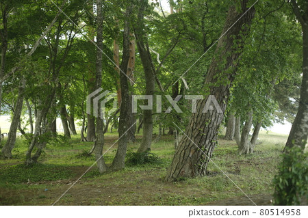 從營地出發的步行道，森林中的小路，森林，苔蘚，草坪，樹木，樹蔭，樹蔭和樹木 80514958