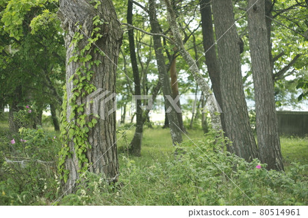 Walking path from the campsite, path in the forest, forest, moss, lawn, trees, shade of trees, shade of trees and trees 80514961