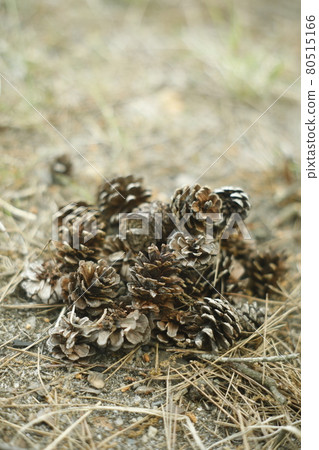 Discovery of a walking path from a campsite Pinecone, a mountain of pine cones Discovery of a walking path from a campsite Pinecone, a mountain of pine cones 80515166