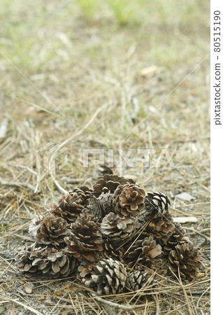 Discovery of a walking path from a campsite Pinecone, a mountain of pine cones 80515190