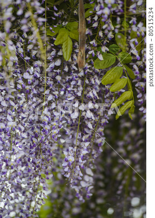 Wisteria flowers and leaves Wisteria flowers and leaves 80515234