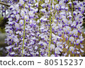 Close-up shot of wisteria flowers 80515237
