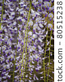 Close-up shot of wisteria flowers 80515238