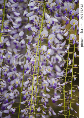 Close-up shot of wisteria flowers 80515238