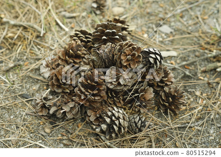 Discovery of a walking path from a campsite Pinecone, a mountain of pine cones 80515294