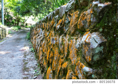 Trentepohlia growing on the stone wall of the Mt. Myoken mountain trail in Hyogo Prefecture Trentepohlia growing on the stone wall of the Mt. Myoken mountain trail in Hyogo Prefecture 80516078