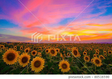 茜色的夕陽和向日葵 80516590