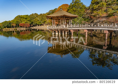 Ukimido floating in the beautiful autumn leaves of Sagiike in Nara Park, Nara City, Nara Prefecture Ukimido floating in the beautiful autumn leaves of Sagiike in Nara Park, Nara City, Nara Prefecture 80516619