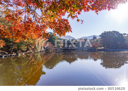 奈良縣奈良市奈良公園Sagiike美麗的秋葉中漂浮的浮見堂 80516620