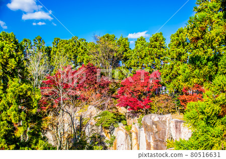 秋葉被藍天和綠葉環繞。神戶市立植物園 秋葉被藍天和綠葉環繞。神戶市立植物園 80516631