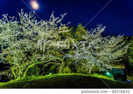 櫻花在月光下的夜晚照亮 80516632