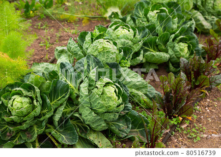 Cabbage cultivars ripening in vegetable garden 80516739