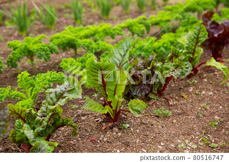 Rows of harvest of beet in garden outdoor, nobody 80516747