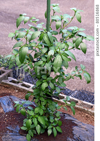 Moroheiya at home garden Moroheiya at home garden 80516868