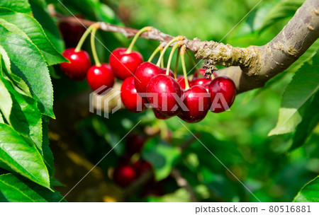 Red cherries growing on cherry tree 80516881