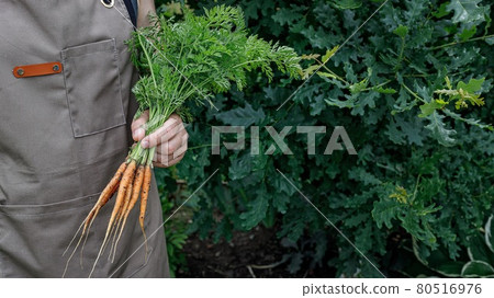 Food banner. Man hands holding a carrot with leaves. Autumn harvest concept. Farmer organic products. Healthy food agriculture. Male hands holding a fresh vegetables. Copy space Food banner. Man hands holding a carrot with leaves. Autumn harvest concept. Farmer organic products. Healthy food agriculture. Male hands holding a fresh vegetables. Copy space 80516976