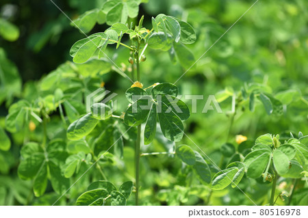 烈日下的鐮刀菌(惠比壽草) 烈日下的鐮刀菌(惠比壽草) 80516978