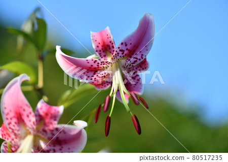 Lilium speciosum in the morning sun [Lilium speciosum] 80517235