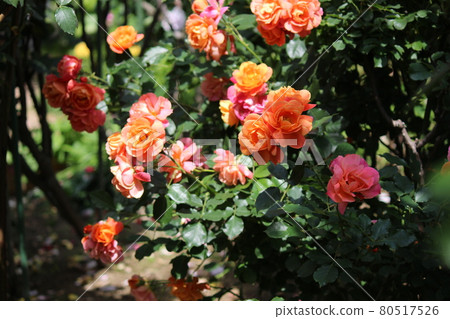 玫瑰黃色對比玫瑰 80517526