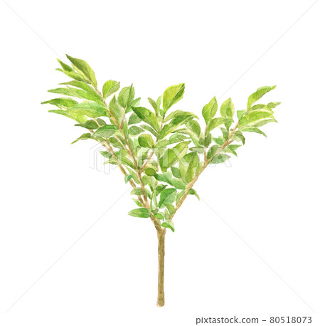 魔芋樹 水彩 植物素材白底可用複制空間 插圖素材 圖庫