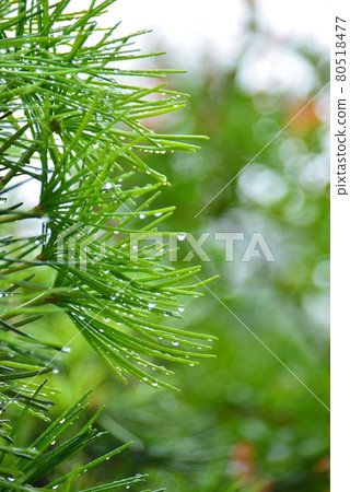 Dazzling green sciadopity Dazzling green sciadopity 80518477
