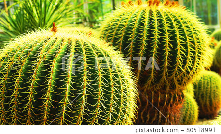 Cactus barrel cactus 80518991