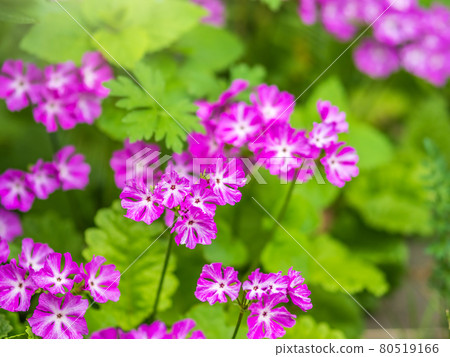 Japanese primrose, Primula sieboldii, Known also as Asiatic primrose and Cortusoides primula. Another scientific name is Primula patens. Japanese primrose, Primula sieboldii, Known also as Asiatic primrose and Cortusoides primula. Another scientific name is Primula patens. 80519166