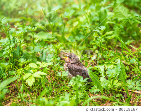 A fieldfare chick, Turdus pilaris, has left the nest and sitting on the spring lawn. A fieldfare chick sits on the ground and waits for food from its parents. A fieldfare chick, Turdus pilaris, has left the nest and sitting on the spring lawn. A fieldfare chick sits on the ground and waits for food from its parents. 80519167