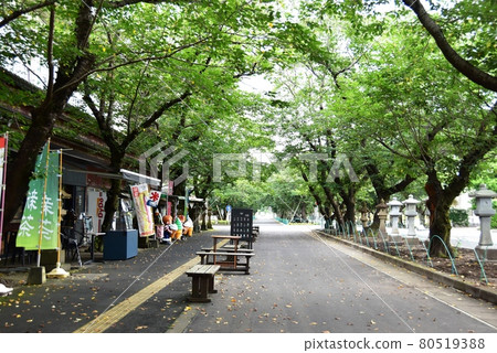 A row of cherry blossom trees and a shop in Chiran Heiwa Park, Minamikyushu 80519388