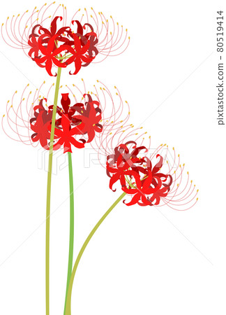 Cluster amaryllis illustration Cluster amaryllis illustration 80519414