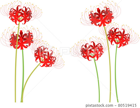 Cluster amaryllis illustration Cluster amaryllis illustration 80519415