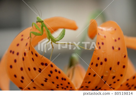 Larval mantis Larval mantis 80519814