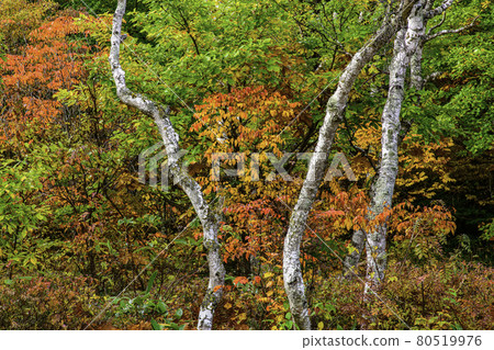葉子和白樺樹 葉子和白樺樹 80519976