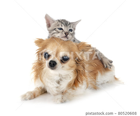 bengal kitten and chihuahua 80520608